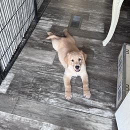 Golden Retriever Puppies from McAbee’s Golden Retrievers
