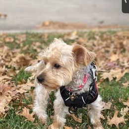 Yorkshire Terriers from Odenstead Canines