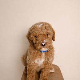 Goldendoodle and Golden Retriever Puppies from PuppyBlossom