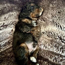 Boy 2 - Tri-color male Cavapoo puppy in Nampa,, Idaho from Clig Doodle Days