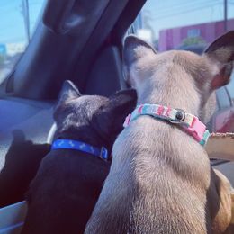 French Bulldog Puppies from Texas Finest Frenchies