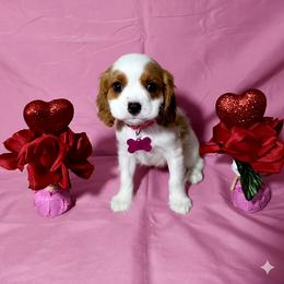 Saddie - Blenheim female Cavalier King Charles Spaniel puppy in Pennsylvania from Julie's Cavalier King Charles Spaniels