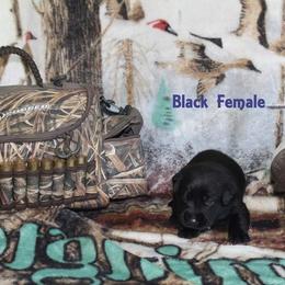 Labrador Retriever Puppies from Copper Creek Outfitters and Kennel