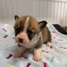 Juno 1 - White and red male Pembroke Welsh Corgi puppy in Jenkinsburg, Georgia from Red Elephant Farms