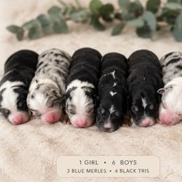 Australian Shepherd puppies from Kelly's Australian Shepherds