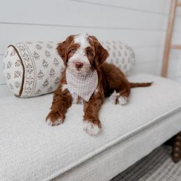 Sower - Red  male Goldendoodle puppy in Roanoke Rapids, North Carolina from Sweeter than Honey Doodles