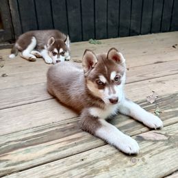 Siberian Husky Puppies from Black Shale Siberians