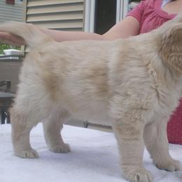 Collies and Golden Retrievers from Clearvu Kennels