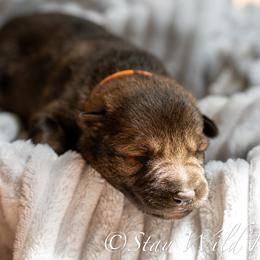 P'Orange Female 1 - Sable female German Shepherd puppy in Alum Creek, West Virginia from Stay Wild K9