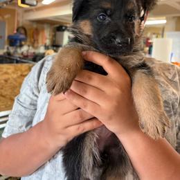 Pink Collar - Black and red female German Shepherd puppy in Puyallup, Washington from Majestic Royal German Shepherd’s