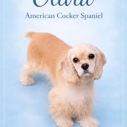 Olivia - Cocker Spaniel