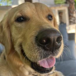 Golden Retriever All Grown Up from Emma Bekker