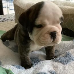 Boy 2 - Brindle male Bulldog puppy in Tierra Verde, Florida from Destiny Kennel