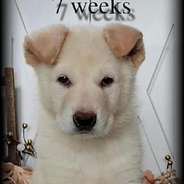 Jarvis - White male German Shepherd puppy in Sequim, Washington from German Shepherd Haus