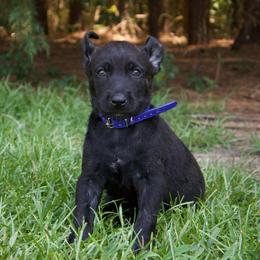 Blue Collar Male - Black brindle male Dutch Shepherd puppy in Fayetteville, North Carolina from Iron Sight K9s