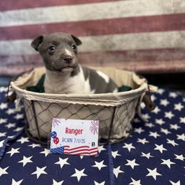 Ranger - White and blue male Rat Terrier puppy in Cushing, Oklahoma from Northwoods Rat Terriers