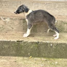 Yamaha - Blue female Borzoi puppy in Clinton, Tennessee from Ivanhoe Borzoi