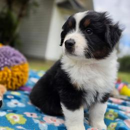 Loki - Black tri male Miniature American Shepherd puppy in Kalama, Washington from Lone Pine Miniature American Shepherds