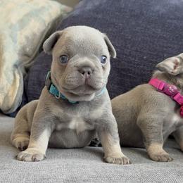 Boy - Tricolors male French Bulldog puppy in Bolingbrook, Illinois from Yara the Frenchie