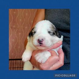 Marvel- Blue collar - White and badger male Great Pyrenees puppy in Mikado, Michigan from Brittain Family Farm