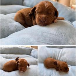 Hershey - Red male Australian Labradoodle puppy in Summerfield, North Carolina from Four Oaks Labradoodles