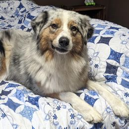 Australian Shepherds from Ronin Aussies