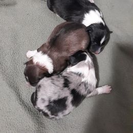 Shetland Sheepdog Puppies from RimRanch Shelties