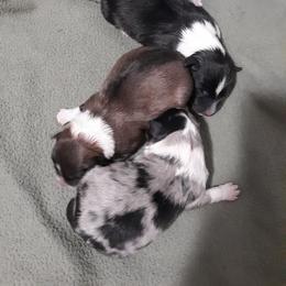 Shetland Sheepdog Puppies from RimRanch Shelties
