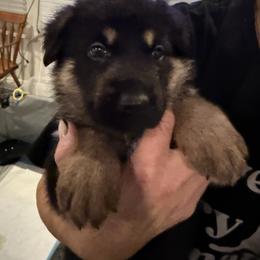 Boy 1 - Bi-color male German Shepherd puppy in Murrieta, California from Von Plateau