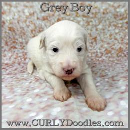 Grey Boy - Parti male Goldendoodle puppy in Taneytown, Maryland from Curlydoodles