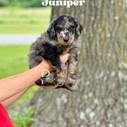 Australian Labradoodle and Bernedoodle Puppies from The Poodle Co. Raising Doodles & Poodles