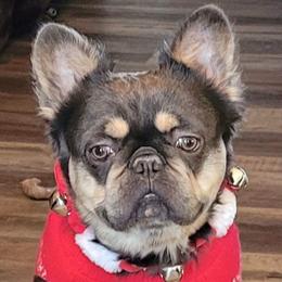Joker - French Bulldog