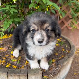 Danish - Black and tan female Pembroke Welsh Corgi puppy in Bakersfield, California from Kern River Corgis