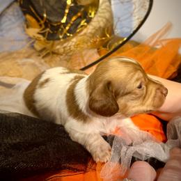 Peyton - Piebald female Dachshund puppy in Springfield, Oregon from Storybook Dachshunds