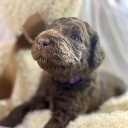 Labradoodle Puppies from Molly’s Doodles