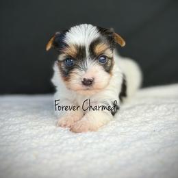 Girl 1 - Black tan and white female Biewer Terrier puppy in Lathrop, California from Forever Charmed