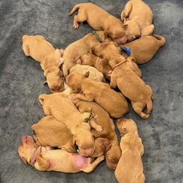 Purple Collar - Dark golden female Golden Retriever puppy in Turtlepoint, Pennsylvania from Allegheny River Retrievers