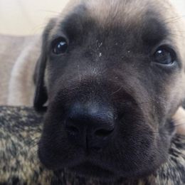 Great Dane Puppies from DaneDreams