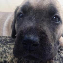 Great Dane Puppies from DaneDreams