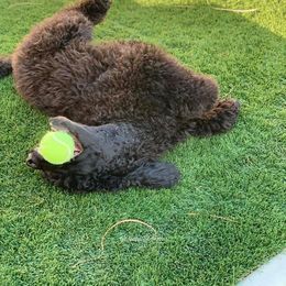 Poodle All Grown Up from Watts Poodles
