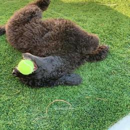 Poodle All Grown Up from Watts Poodles