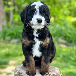 Gomez Addams - male Australian Mountain Doodle puppy in Corydon, Indiana from Ridgeline Doodles