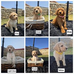 Labradoodle Puppies from My Cuddly Doodles