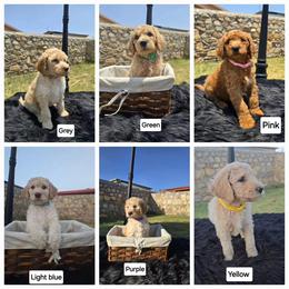 Labradoodle Puppies from My Cuddly Doodles