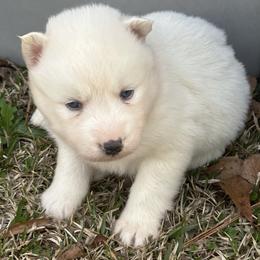 Blizzard - White male Siberian Husky puppy in Summerville, South Carolina from Carolina Husky Lodge