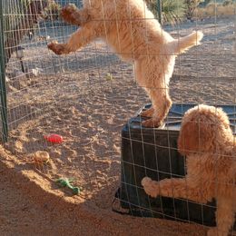 Poodle Puppies from Southwest Standards