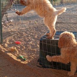 Poodle Puppies from Southwest Standards