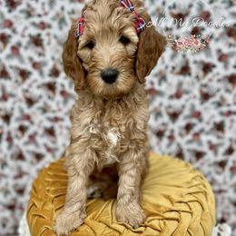 Goldendoodle Puppies from All My Doodles