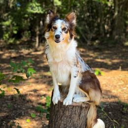 Bonnet - Border Collie