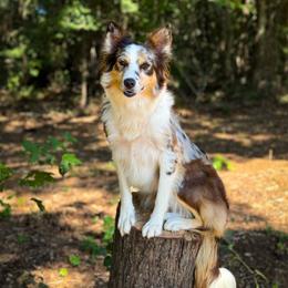 Bonnet - Border Collie